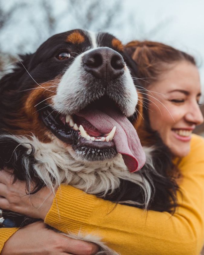 Separation and Family Pets